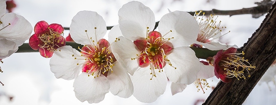 Cherry blossom