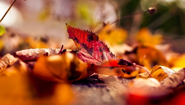 herfstblad