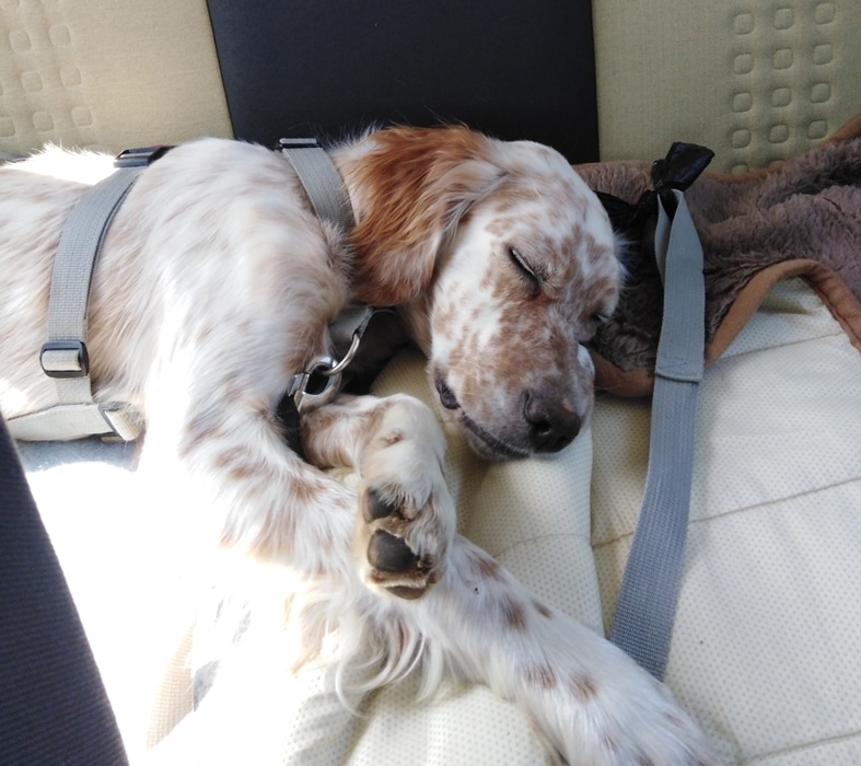 Boris in the car