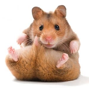 Hamster tredwiel