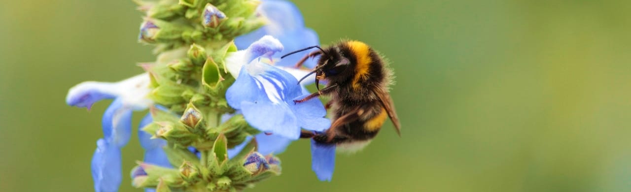 Hommel