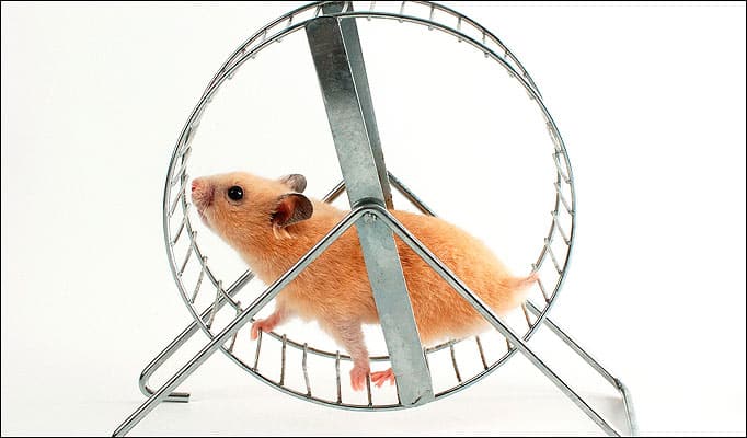 hamster wiel