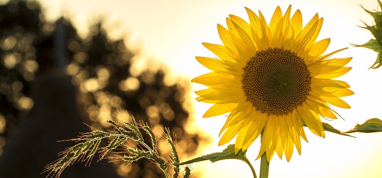 Zonnebloem
