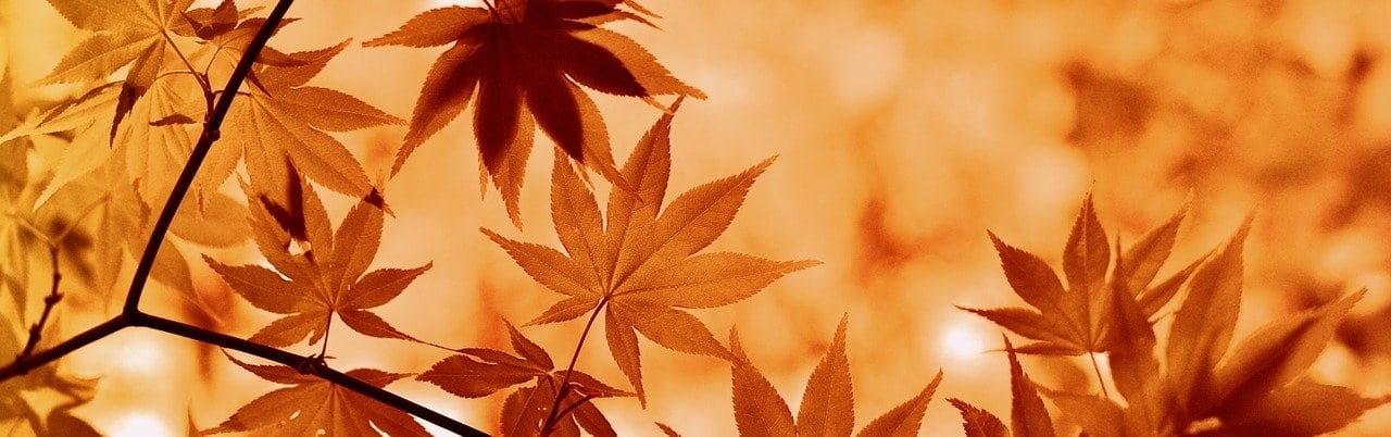 Herfstbladeren