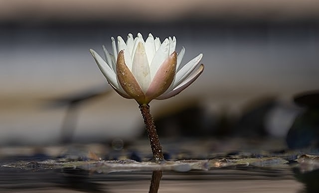 lotus3