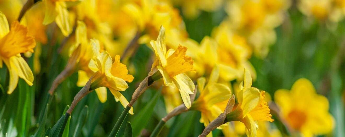 narcissen