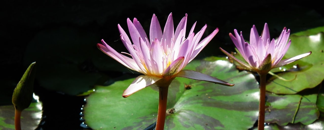 Lotusvijver