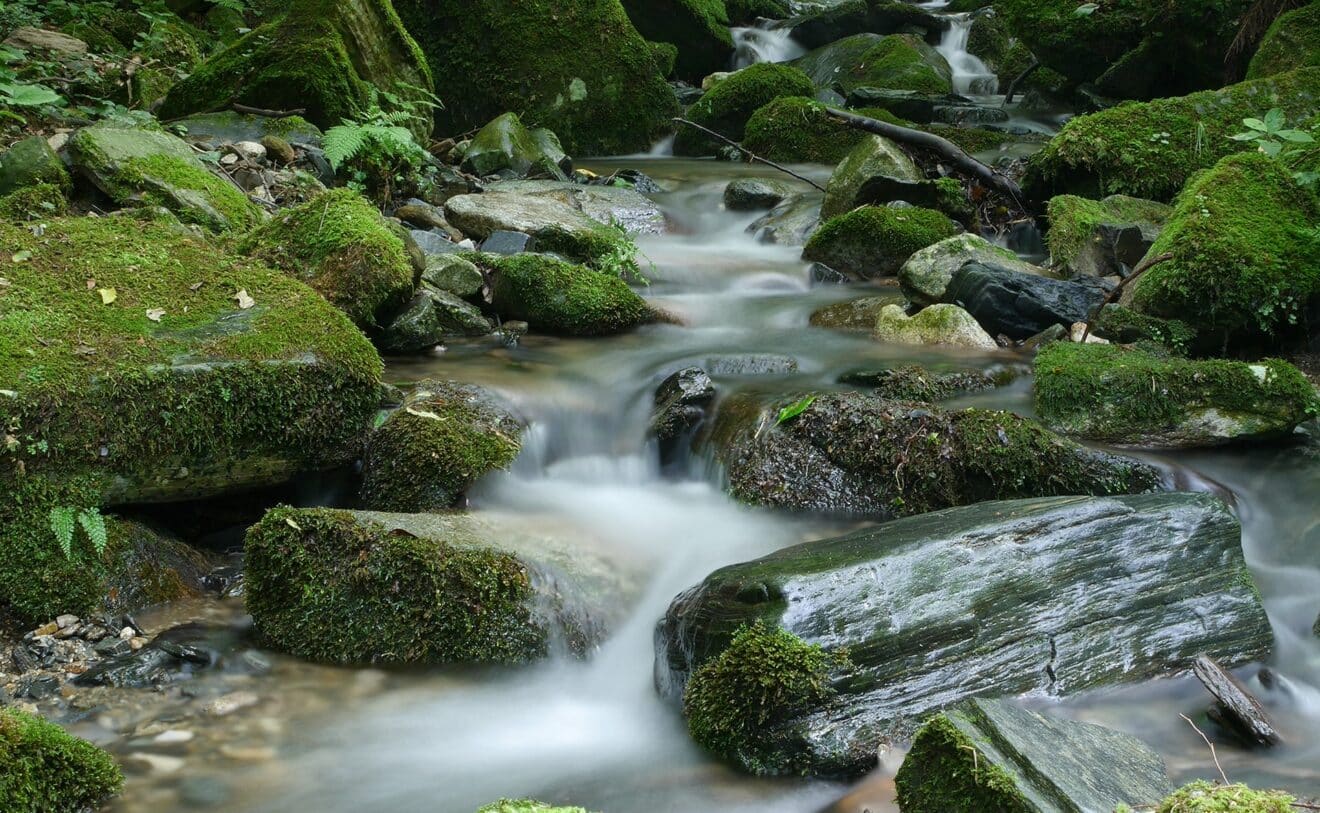 bosbeek