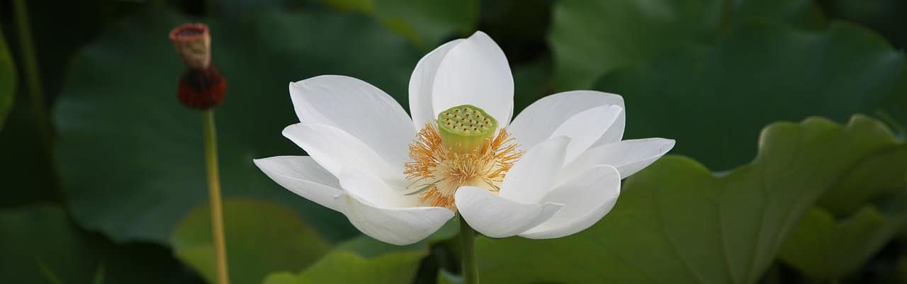 Witte lotus