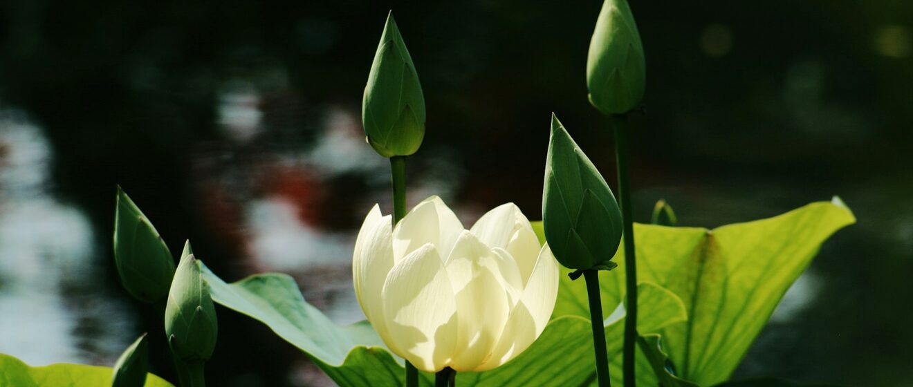 Lotuswit