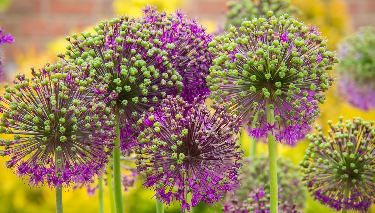 Paarse bloemen