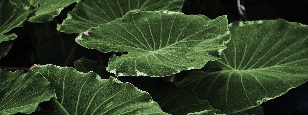 Lotus blad