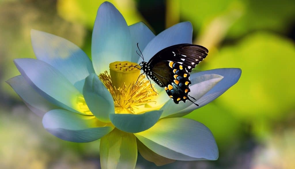 Lotus en vlinder