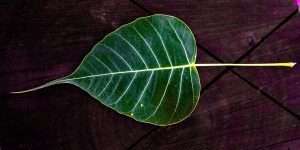 Bodhiblad