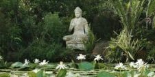 Boeddha en lotus