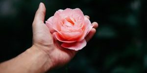 Handenbloem