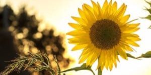 ZonnebloemYouTube