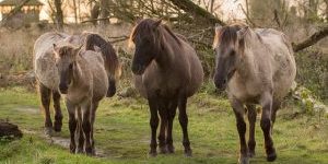 Oostvaardersplassen