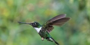 kolibri