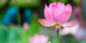 Lotusbloem