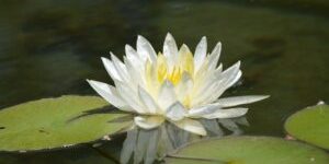 lotus2