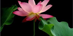 lotusbloem