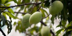 mango boom