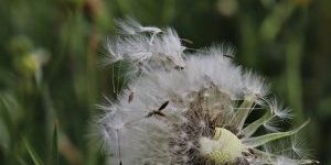 paardenbloem