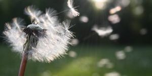 paardenbloem zaden in de wind