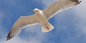 vogel